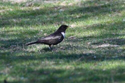 Merle à plastron (mâle)