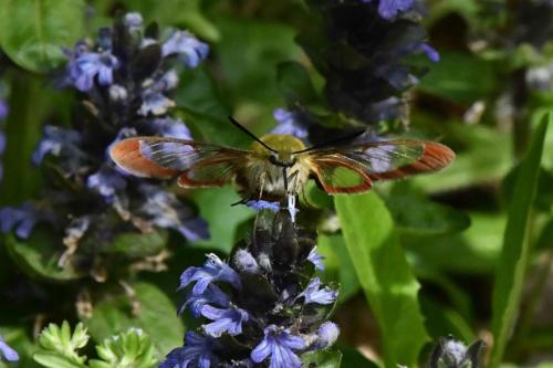 Sphinx-Gazé (Hemaris fuciformis)