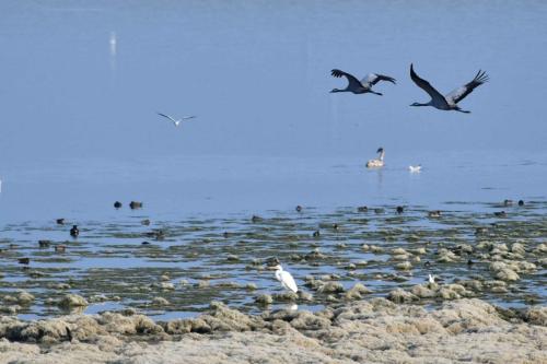 Retour des grues sur le lac