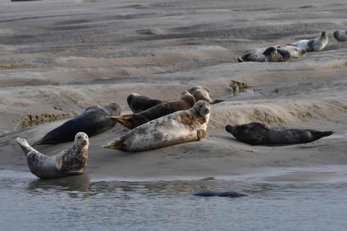 Phoques gris