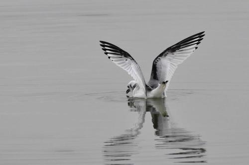 Mouette tridactyle (1ère année)