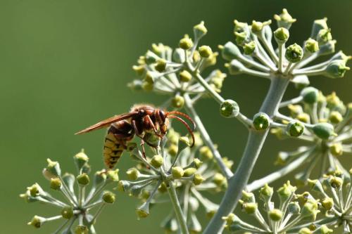 Frelon européen