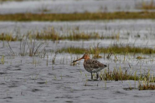 Barge à queue noire
