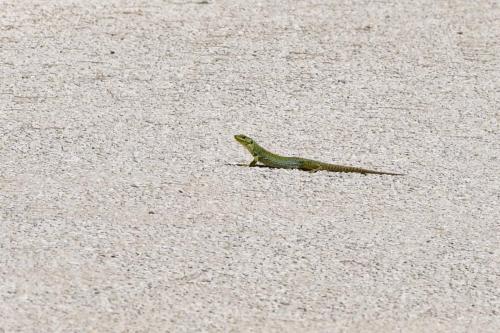 Lézard ocellé