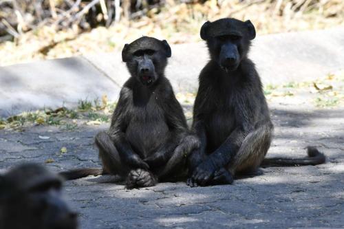 Babouins chacma