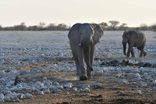 Elephants de savane