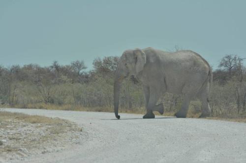 Eléphant de savane