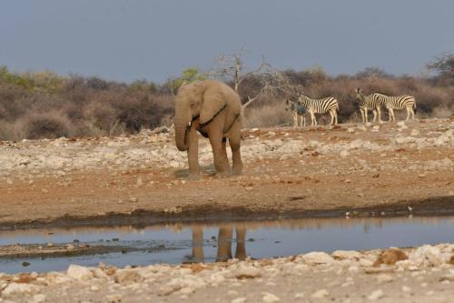 Eléphant de savane et zèbres de Burchell