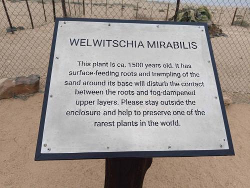 Welwitschia mirabilis