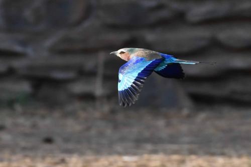 Rollier à longs brins