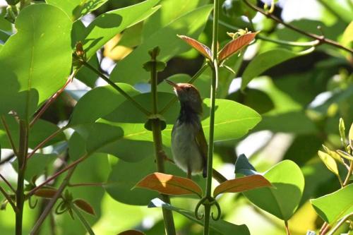 Couturière à col noir