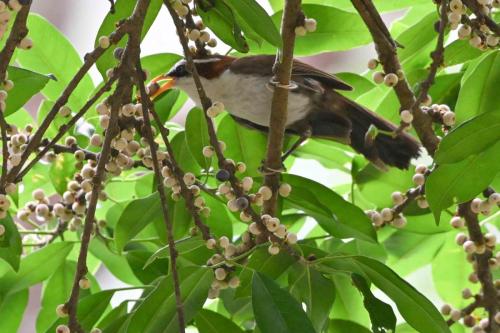 Pomatorhin à tête ardoise