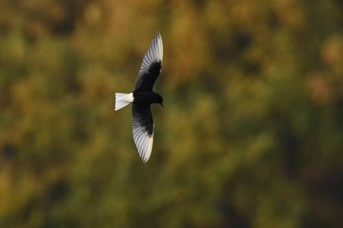 Guifette leucoptère