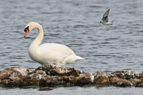 Guifette noire et Cygne tuberculé