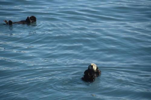 Loutres de mer