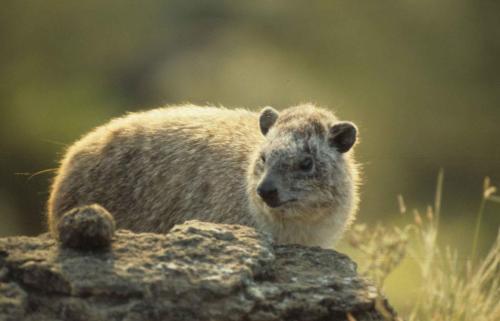 Kenya - Lac Nakuru - Daman
