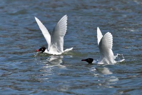 Mouettes mélanocéphales