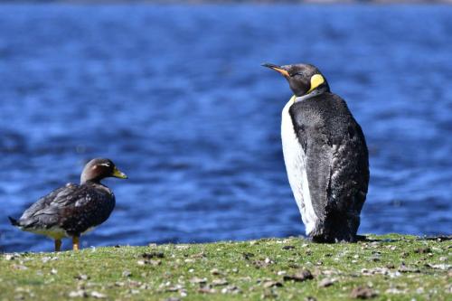 Manchot royal et Brassemer des Malouines (femelle)