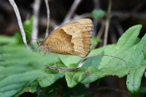 Myrtil (Maniola jurtina)