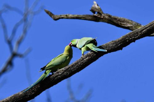 Perruches à collier