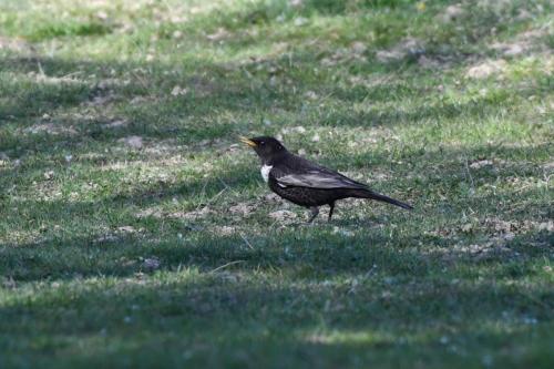 Merle à plastron (mâle)