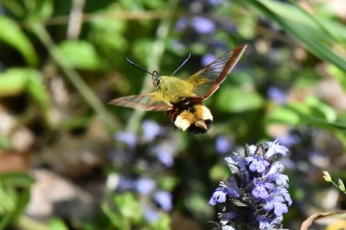 Sphinx-Gazé (Hemaris fuciformis)