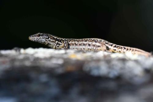 Lézard des murailles