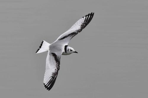 Mouette tridactyle (1ère année)