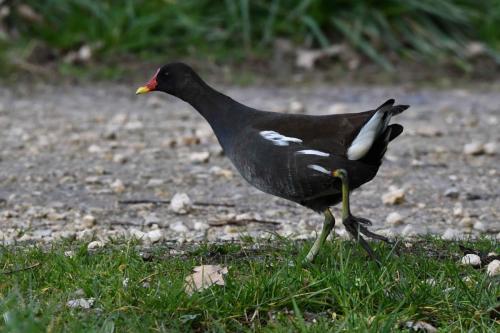 Poule d'eau