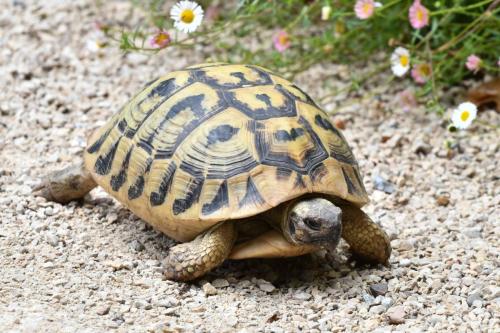 Tortue d'Hermann