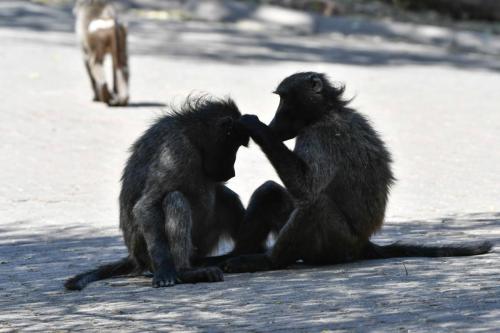 Babouins chacma