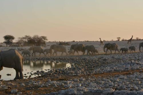Elephants de savane