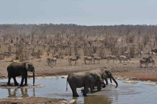 Elephants de savane