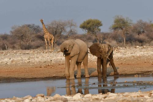 Eléphants de savane et girafe