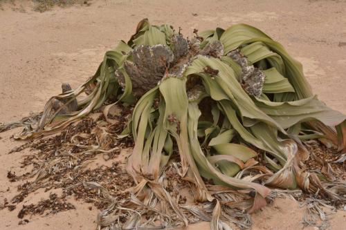 Welwitschia mirabilis