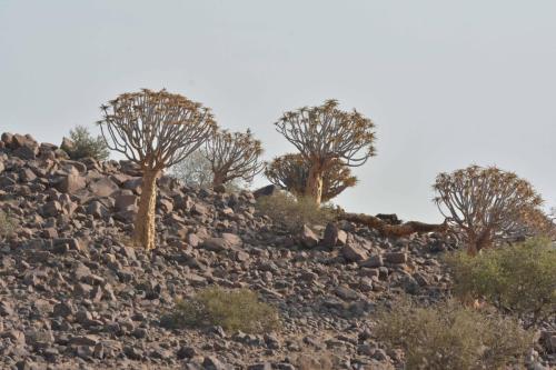 Quiver tree forest