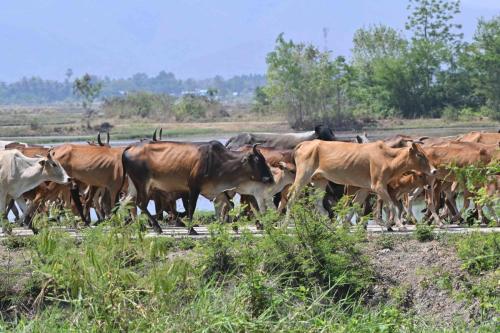 Près de Phetchaburi