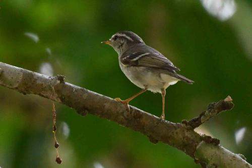 Pouillot à grands sourcils