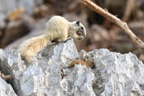 Ecureuil de Finlayson