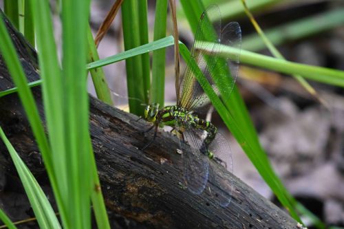 Aeschne bleue (femelle en ponte)