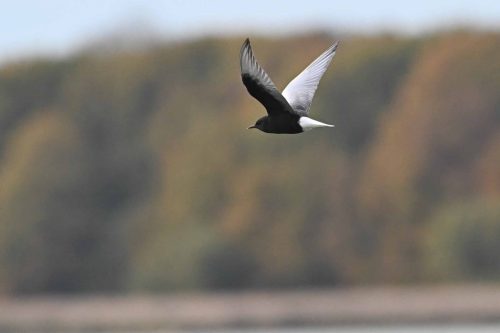 Guifette leucoptère