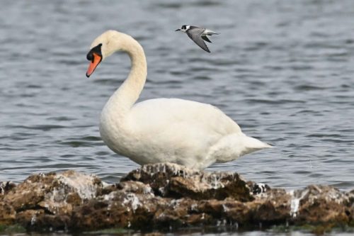 Guifette noire et Cygne tuberculé