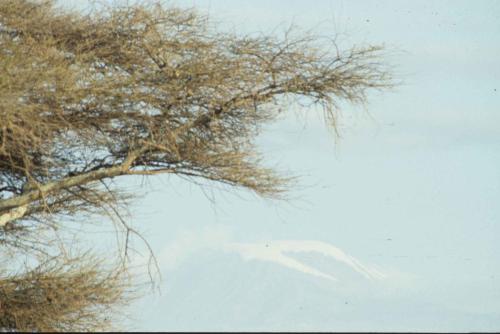 Kenya - Réserve d'Amboselli