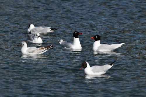 Mouettes mélanocéphales et mouettes rieuses