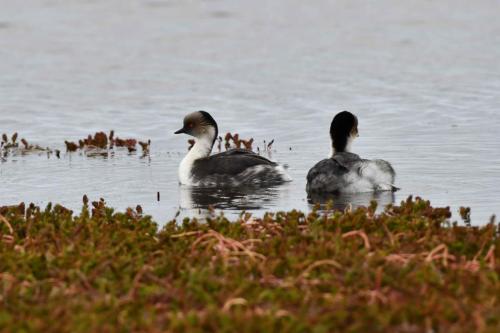 Grèbes aux belles joues