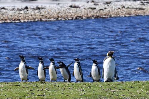Manchot royal et manchots de Magellan
