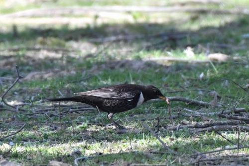 Merle à plastron (mâle)