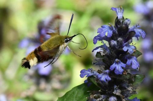 Sphinx-Gazé (Hemaris fuciformis)