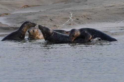 Phoques gris