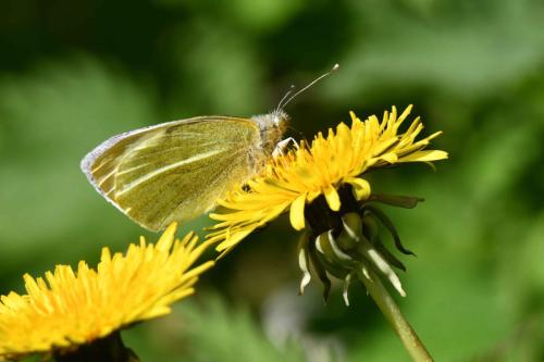 Piéride du chou